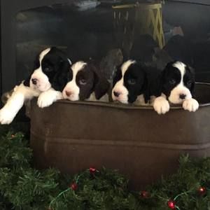 Meet your Posher, Bobbie